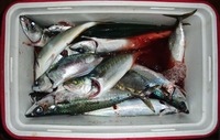 久しぶりの釣果