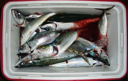 久しぶりの釣果