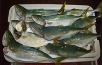 釣りバカ達は行く（笑）