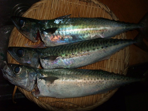 昨日の釣果