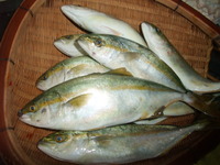 昨日の釣果