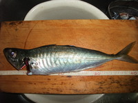 釣れたのかな？