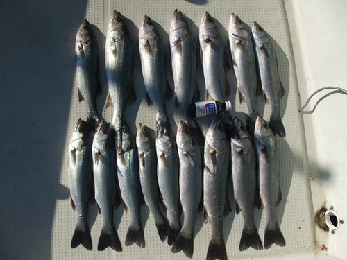 釣れて良かった！