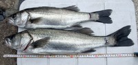 まぐれで釣れることもあるなぁ