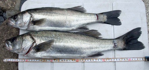 まぐれで釣れることもあるなぁ