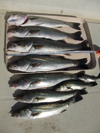 釣り仲間と