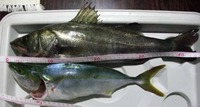 釣れるかな？