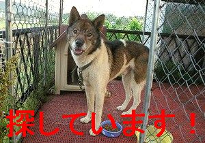 迷い犬　飼い主さんを探しています！