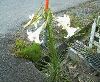 路傍の花