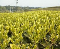 新茶の季節