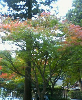小国神社　紅葉