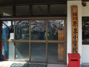 母校のサクラ