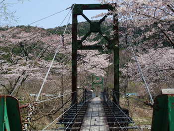 母校のサクラ