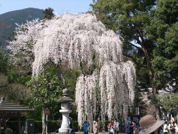 身延山久遠寺枝垂れ桜