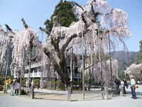 身延山久遠寺枝垂れ桜 2008/04/04 23:10:52