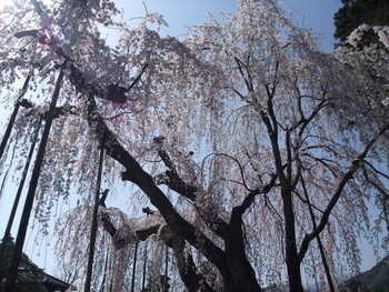 身延山久遠寺枝垂れ桜