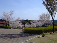 お花見会 2008/04/06 20:19:13