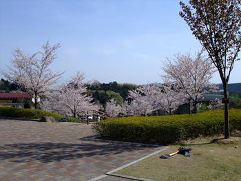 お花見会