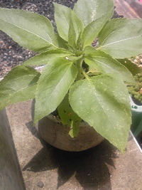 花たち