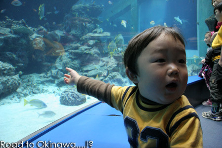 『美ら海水族館』 (沖縄・本部)