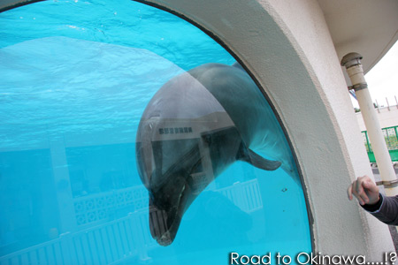 『美ら海水族館』 (沖縄・本部)