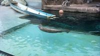 あざらし 2011/08/23 11:11:18