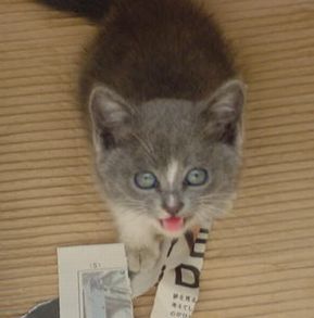 あなちゃん