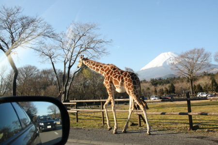 サファリパーク