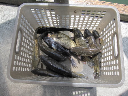釣り堀わんかせ　＠掛川