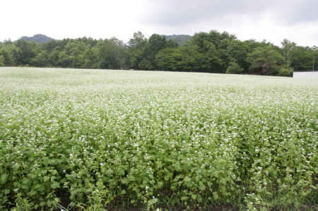 開田高原　食事編