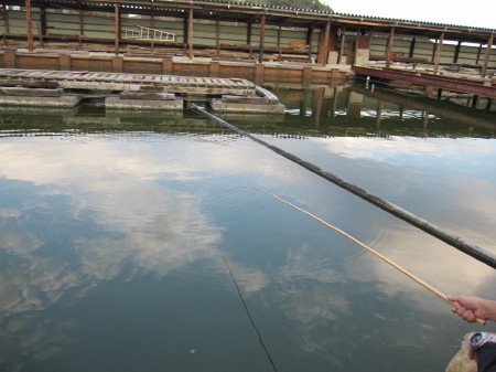 鯉の釣り堀　＠掛川