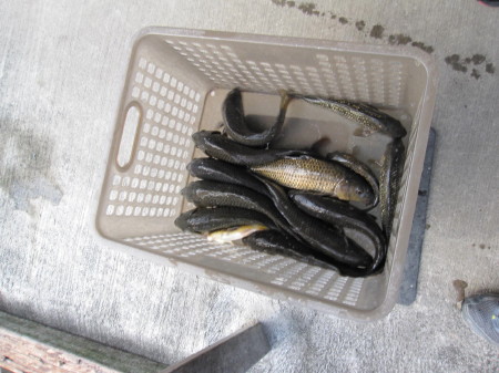 鯉の釣り堀　＠掛川