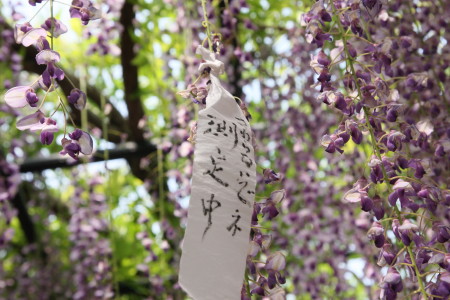 熊野の長藤（GW最終日）