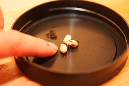 虫かごの中に・・・