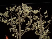 もくれんの花 2012/03/22 18:51:31