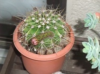 ここ最近の暑さ 2011/07/02 16:56:19