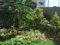 よいお天気 2009/08/11 15:10:24