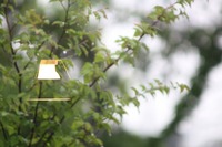 ☆雨をタノシム 2009/04/26 07:40:01