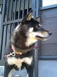 小梅参上
