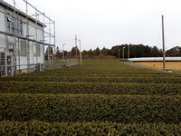 ☆茶畑と現場 2010/03/27 17:31:55