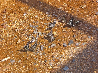 アゲハチョウの休憩