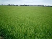 田んぼ視察in新潟