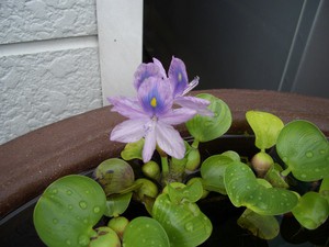 ほてい草の花