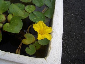 ほてい草の花