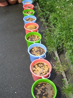 9日目土の準備＆種まき