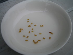 4日目白い芽がでる