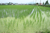 今津町の堀田金一郎さんの圃場にて 2008/07/15 16:27:00