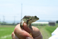 ナゴヤダルマガエル