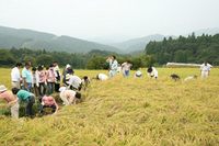 稲刈体験 2008/09/27 15:16:00