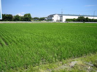 浜北善地の松島さんの作ったコシヒカリ 2007/06/27 18:01:00